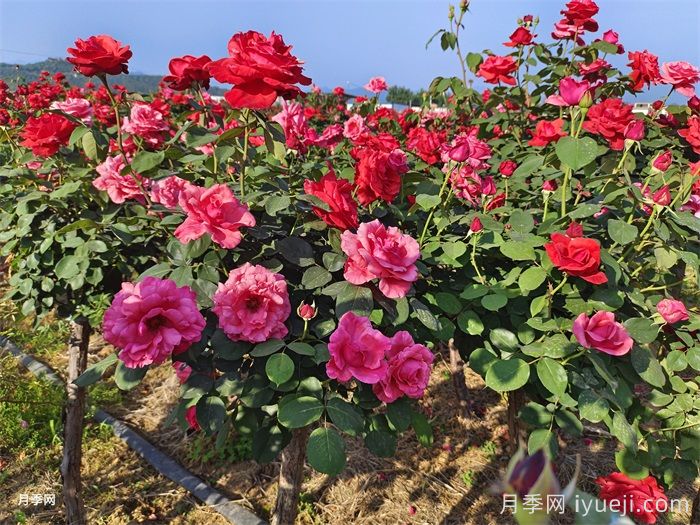 月季花一年四季都可以开花吗？怎么养护？(图1)