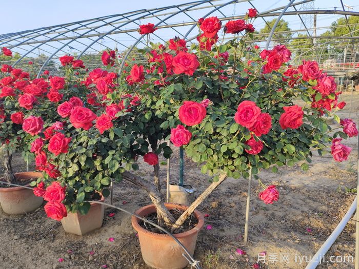 盆栽月季树的维护工作主要有哪些方面？(图1)