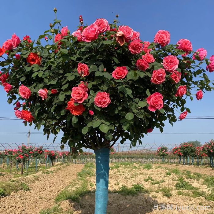树状月季，南阳月季中的高富帅(图1)