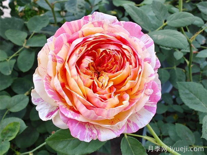 南方必备，推荐3个超级耐热月季品种(图2)