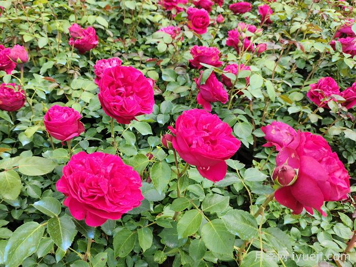 陇南适合种月季吗？有哪些绿化月季应用？(图1)