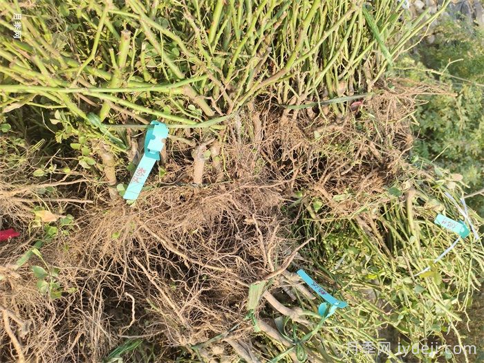 月季裸根大苗，品种多，适合工程和花友种植(图2)
