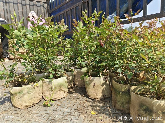 大花月季花的修剪基本原则(图2)