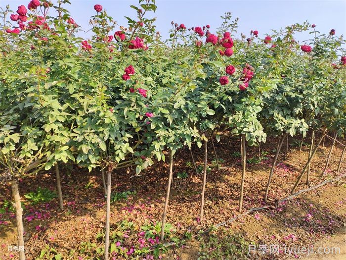 月季花这么漂亮，为什么有人说不能种在院子里？(图3)