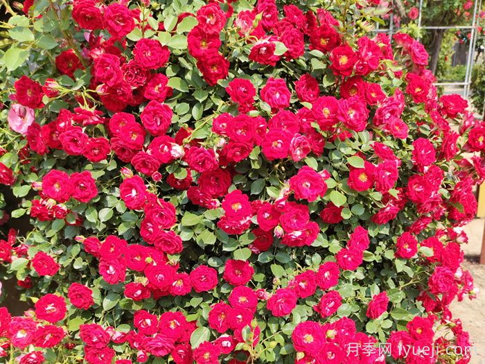 月季网2026年十大热门藤本月季品种(图8)