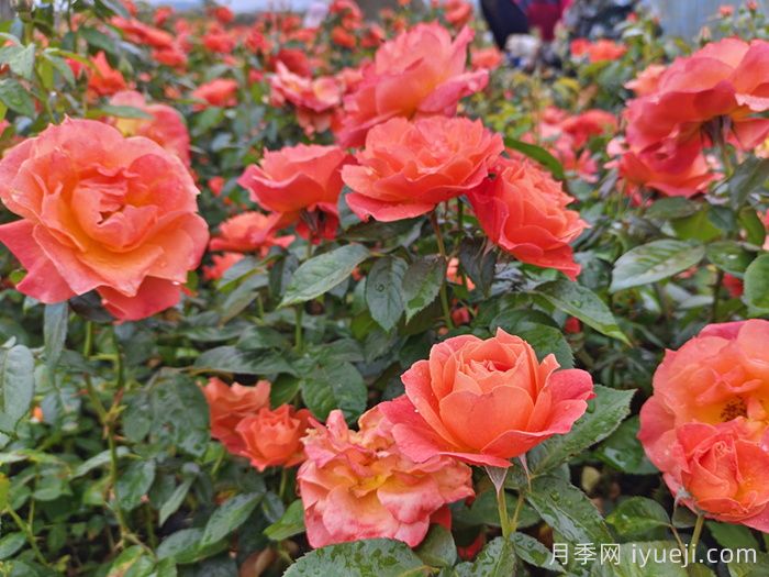 红从容月季/红丛蓉Red Velvet(图4)