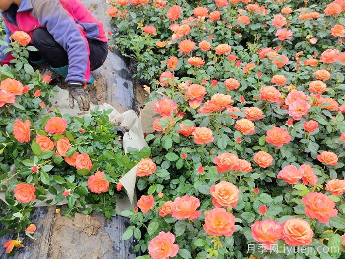 红从容月季/红丛蓉Red Velvet(图5)