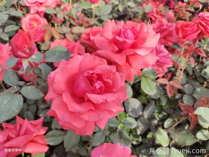 年产值三十亿元 全国八成月季来自南阳(图3)