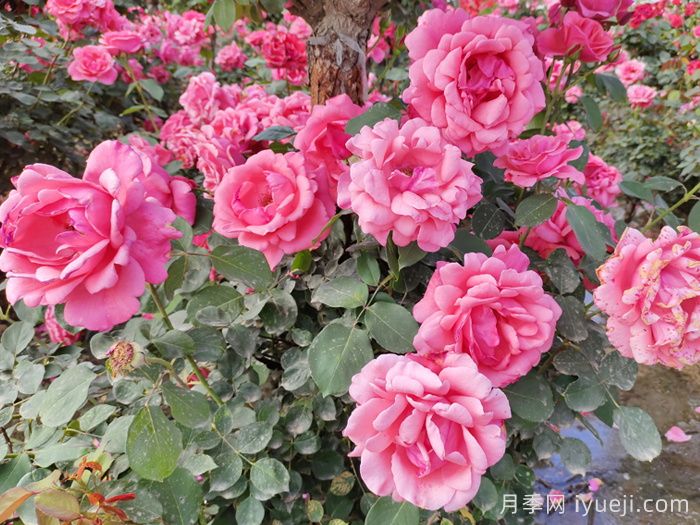 满城月季香，南阳月季动了花心思(图1)