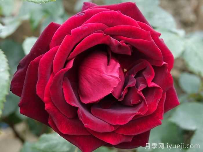 玫昂爸爸月季(图1)