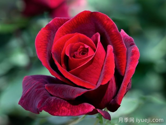 玫昂爸爸月季(图3)