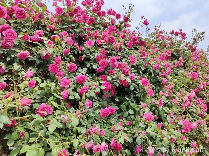 大游行月季夏季养护办法，夏天也能绚丽绽放(图2)