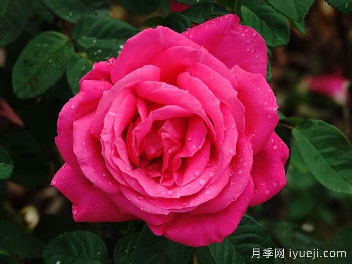 全美小姐月季/全美丽人Maria Callas(图5)