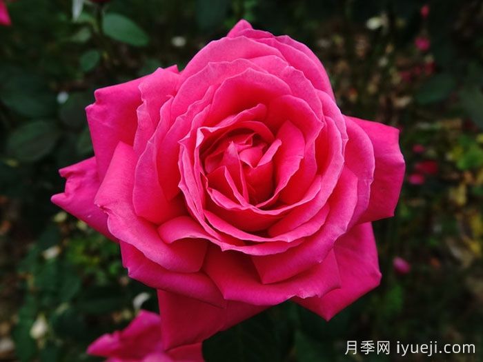 全美小姐月季/全美丽人Maria Callas(图1)