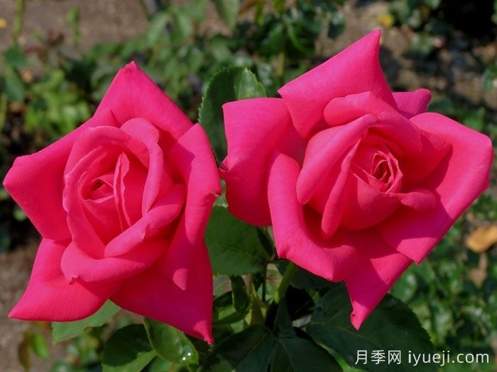 全美小姐月季/全美丽人Maria Callas(图2)