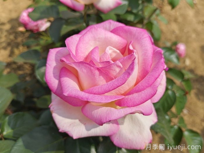 摩纳哥公主月季Princesse de Monaco(图2)