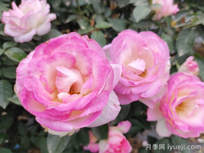 摩纳哥公主月季Princesse de Monaco(图3)