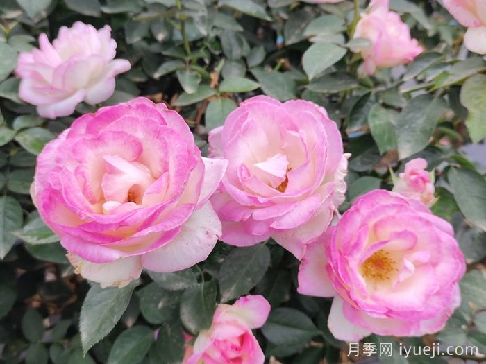 摩纳哥公主月季Princesse de Monaco(图4)