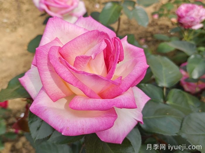 摩纳哥公主月季Princesse de Monaco(图5)