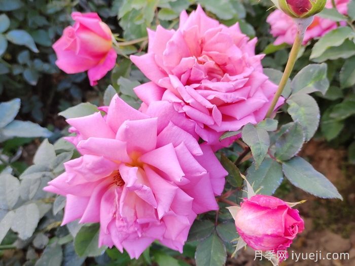 我的选择月季(图3) 我的选择月季(图3)