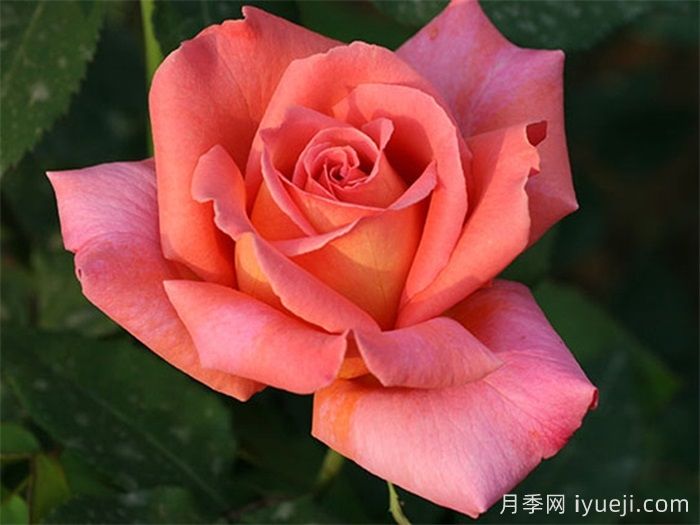 我的选择月季(图4) 我的选择月季(图4)