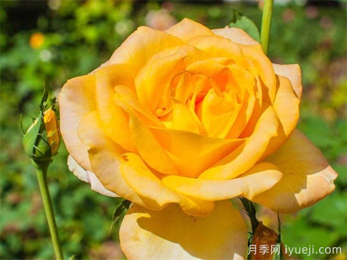 澳洲黄金月季(图2)