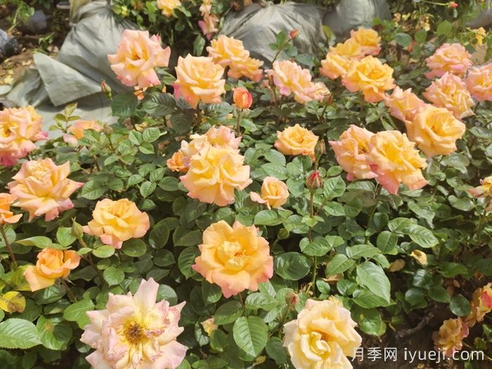 澳洲黄金月季(图4)