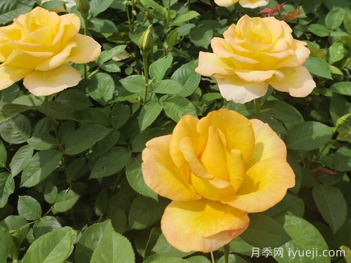 澳洲黄金月季(图5)