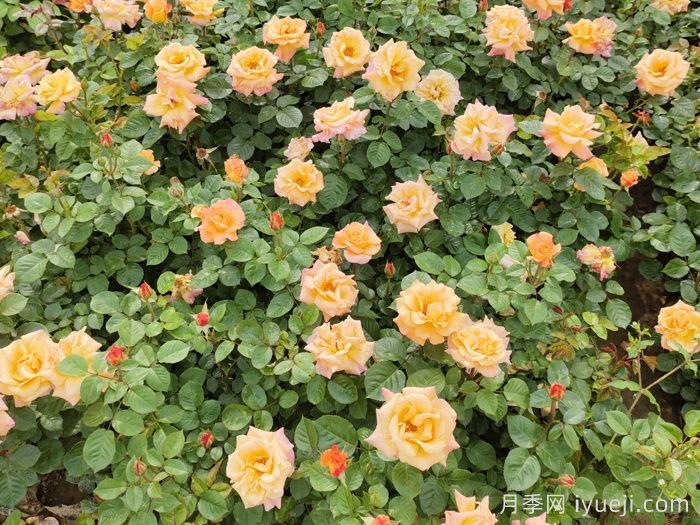 澳洲黄金月季(图3)