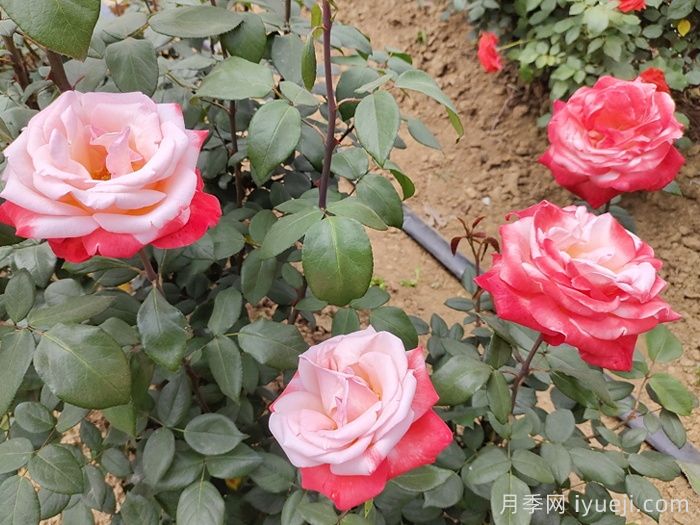 丹顶月季Tan Cho(图3)