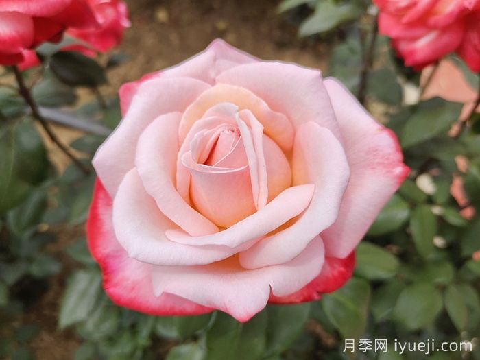 丹顶月季Tan Cho(图4)