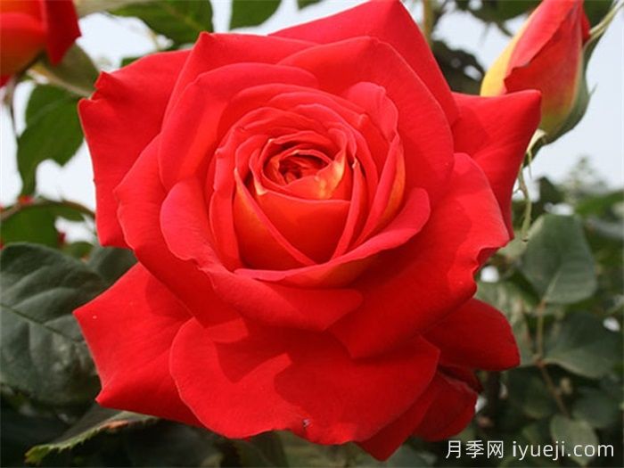 希望月季/吉普赛狂欢节Kibou(图4)