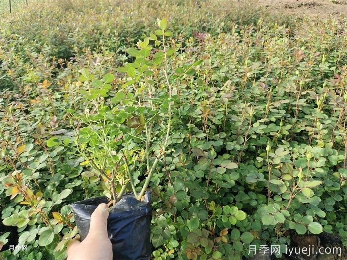 月季培养的移栽技能(图1)