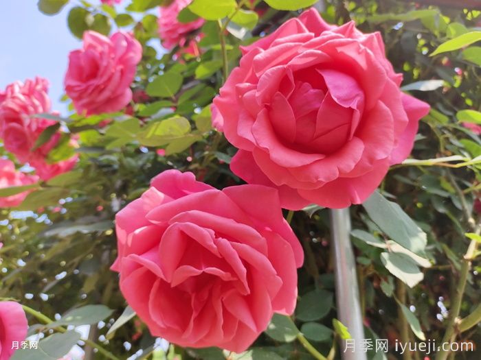 怎样养好大花月季?做好五个前期工作(图1) 怎样养好大花月季?做好五个前期工作(图1)