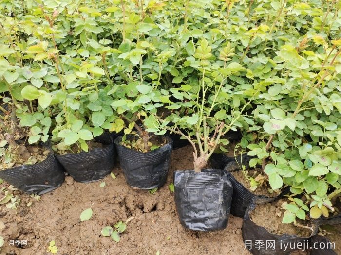 月季的繁苗技能的介绍(图1)