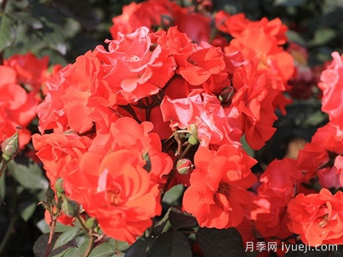 花房月季Hanabusa(图2)