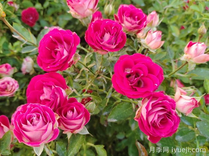 红宝石冰月季/岳之梦Ruby Ice(图4)