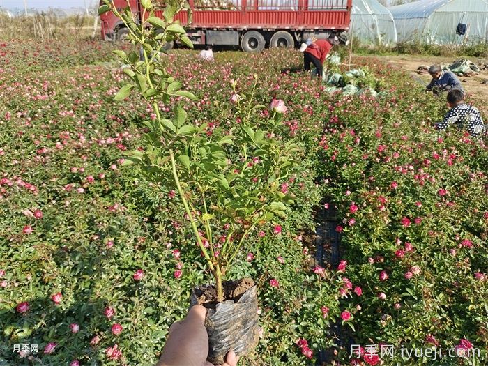 红宝石冰月季/岳之梦Ruby Ice(图6)