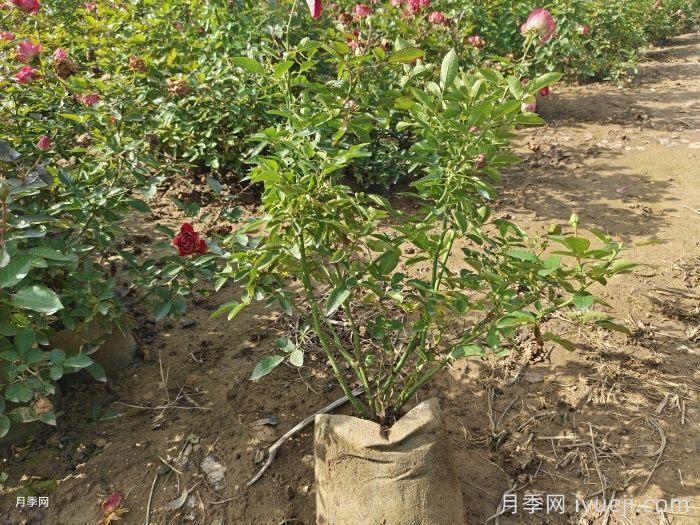 红宝石冰月季/岳之梦Ruby Ice(图7)