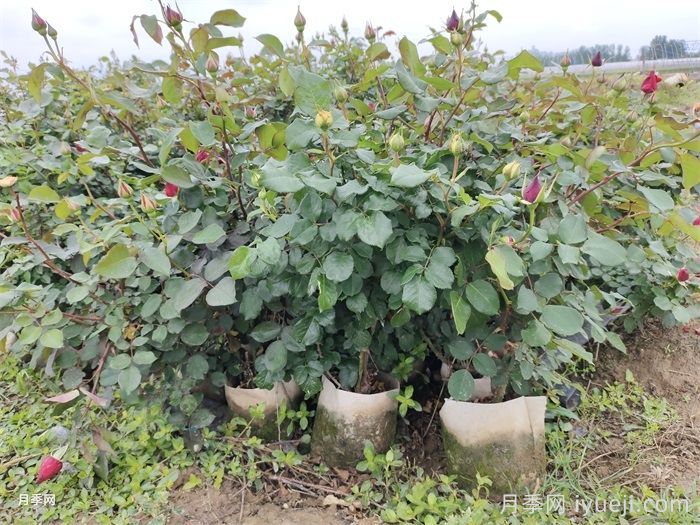 入冬前控水，对月季修剪有多重要(图1)