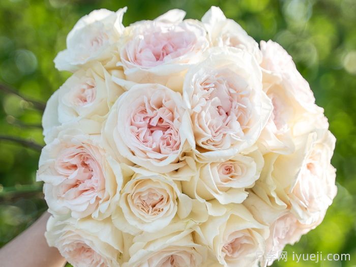 香腮雪月季(图1)