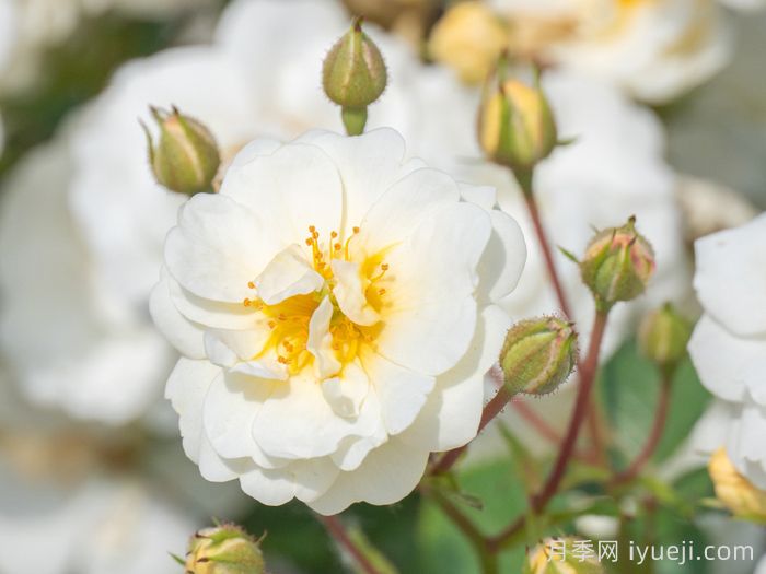 千堆雪月季(图1)