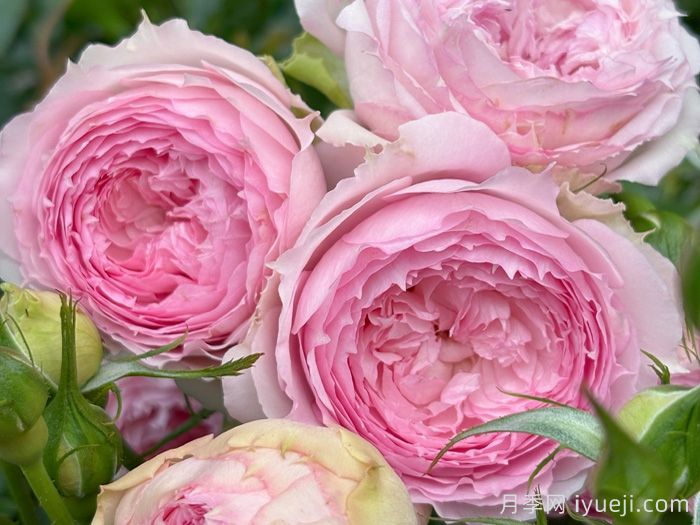 溶溶月月季(图3)