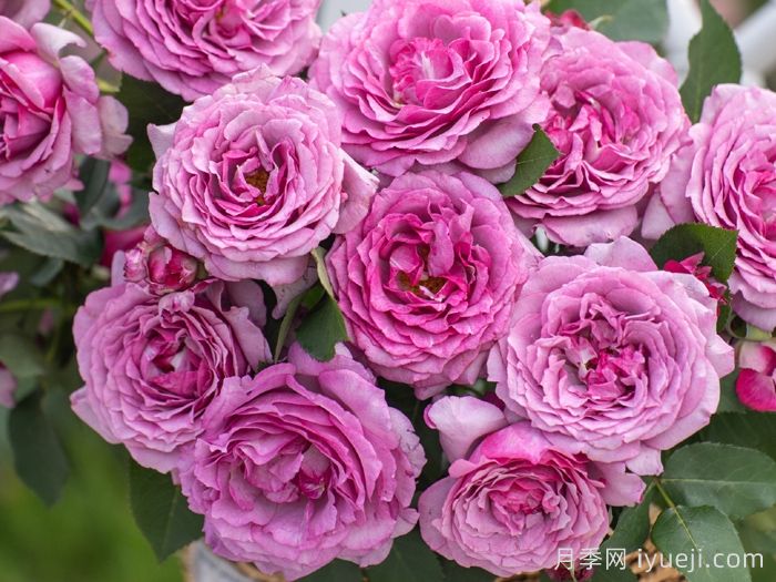 点红梅月季(图2)