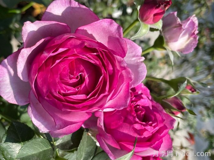 点红梅月季(图3)