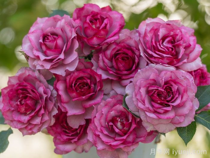 点红梅月季(图4)