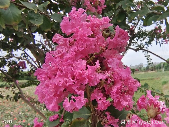 开花时间最长的8种花卉，你知道几种？(图1)