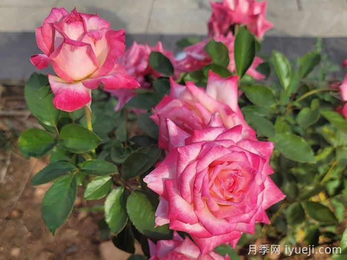 十全十美月季/科德斯完美(图3)