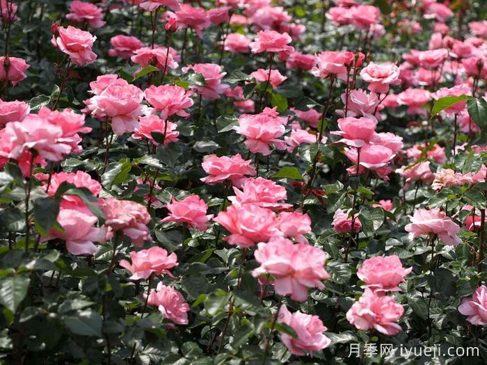 伊丽莎白女王月季/粉后月季(图2)