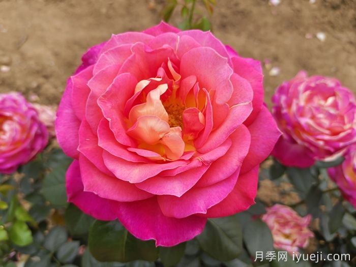 北极风神月季(图1)